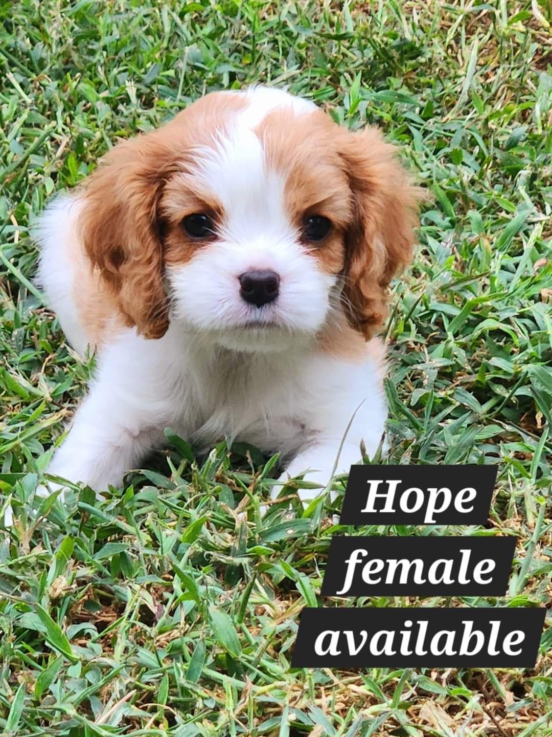 2024-08-21 Hope Available.jpg